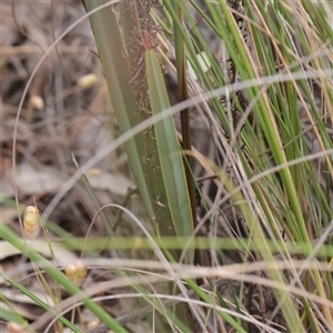 Dianella revoluta at O'Connor, ACT - 3 Nov 2025 10:29 AM