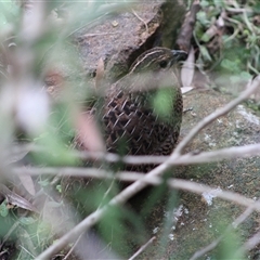 Turnix varius at Pappinbarra, NSW - 2 Nov 2025 by AngFrost
