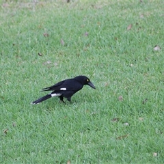 Strepera graculina (Pied Currawong) at Pappinbarra, NSW - 1 Nov 2025 by AngFrost