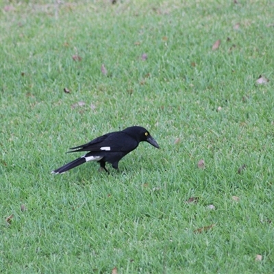 Strepera graculina (Pied Currawong) at Pappinbarra, NSW - 1 Nov 2025 by AngFrost