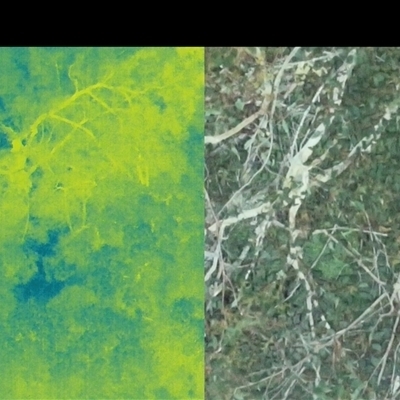 Phascolarctos cinereus (Koala) at Bucketty, NSW - 29 Jul 2025 by MartinPredavec