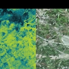 Phascolarctos cinereus (Koala) at Bucketty, NSW - 29 Jul 2025 by MartinPredavec