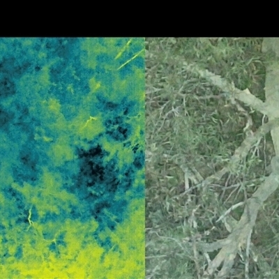 Phascolarctos cinereus (Koala) at Bucketty, NSW - 29 Jul 2025 by MartinPredavec