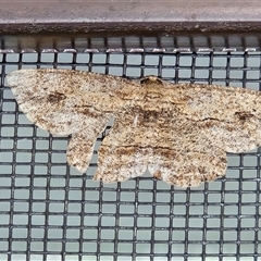 Ectropis excursaria (Common Bark Moth) at Hawker, ACT - 3 Nov 2025 by sangio7