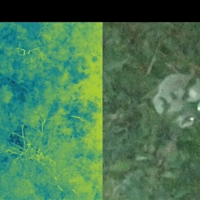 Phascolarctos cinereus (Koala) at Bucketty, NSW - 29 Jul 2025 by MartinPredavec