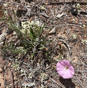 Convolvulus angustissimus at Oaks Estate, ACT - 31 Oct 2025 11:05 AM