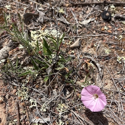 Convolvulus angustissimus (Pink Bindweed) at Oaks Estate, ACT - 31 Oct 2025 by KaiDewPHD