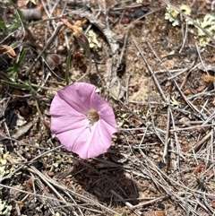 Convolvulus angustissimus at Oaks Estate, ACT - 31 Oct 2025 11:05 AM