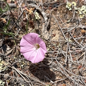 Convolvulus angustissimus at Oaks Estate, ACT - 31 Oct 2025 11:05 AM