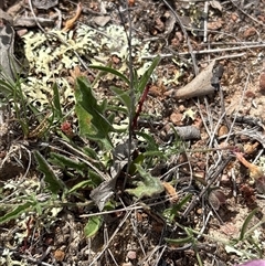 Convolvulus angustissimus at Oaks Estate, ACT - 31 Oct 2025 11:05 AM