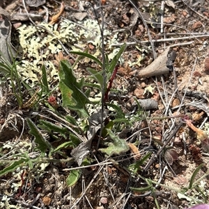 Convolvulus angustissimus at Oaks Estate, ACT - 31 Oct 2025 11:05 AM
