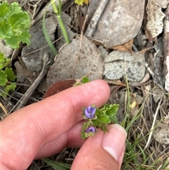 Veronica plebeia (Trailing Speedwell, Creeping Speedwell) at Pialligo, ACT - 30 Oct 2025 by KaiDewPHD