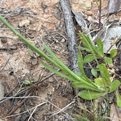 Wahlenbergia multicaulis (Tadgell's Bluebell) at Pialligo, ACT - 30 Oct 2025 by KaiDewPHD