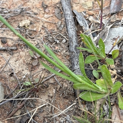 Wahlenbergia multicaulis (Tadgell's Bluebell) at Pialligo, ACT - 30 Oct 2025 by KaiDewPHD