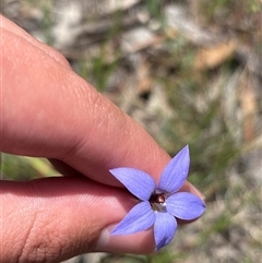 Lasioglossum sp. (genus) (Furrow Bee) at Pialligo, ACT - 30 Oct 2025 by KaiDewPHD