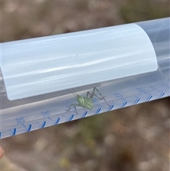 Caedicia simplex (Common Garden Katydid) at Richardson, ACT - 30 Oct 2025 by KaiDewPHD