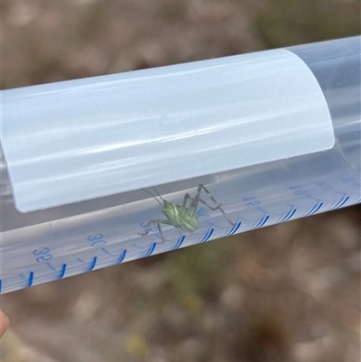 Caedicia simplex (Common Garden Katydid) at Richardson, ACT - 30 Oct 2025 by KaiDewPHD