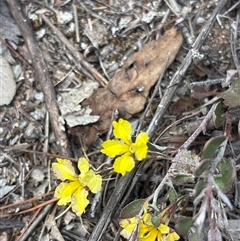Goodenia hederacea (Ivy Goodenia) at Richardson, ACT - 30 Oct 2025 by KaiDewPHD