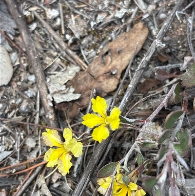 Goodenia hederacea (Ivy Goodenia) at Richardson, ACT - 30 Oct 2025 by KaiDewPHD