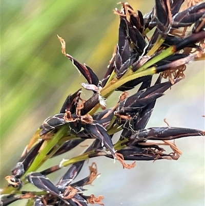 Schoenus melanostachys (Black Bog-rush) at Tianjara, NSW - 2 Nov 2025 by JaneR