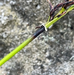 Schoenus melanostachys at Tianjara, NSW - 2 Nov 2025 01:33 PM