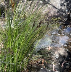 Schoenus melanostachys at Tianjara, NSW - 2 Nov 2025 01:33 PM