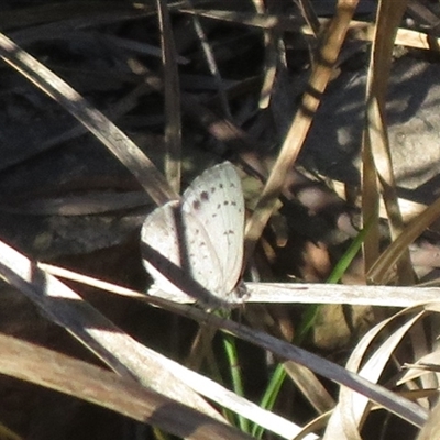 Erina hyacinthina at Acton, ACT - 2 Nov 2025 by Christine