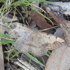 Taxeotis intextata (Looper Moth, Grey Taxeotis) at Acton, ACT - 2 Nov 2025 by Christine