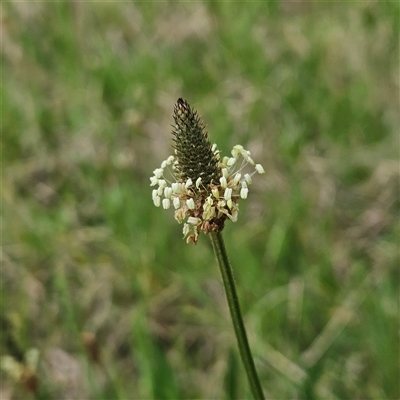Plantago lanceolata (Ribwort Plantain, Lamb's Tongues) at Braidwood, NSW - 4 Nov 2025 by MatthewFrawley