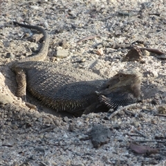 Pogona barbata (Eastern Bearded Dragon) at Acton, ACT - 2 Nov 2025 by Christine