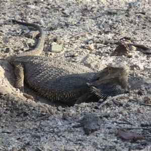 Pogona barbata at Acton, ACT - 2 Nov 2025 by Christine
