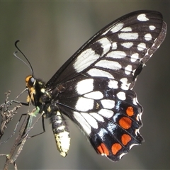 Papilio anactus (Dainty Swallowtail) at Ainslie, ACT - 2 Nov 2025 by Christine