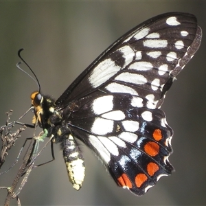 Papilio anactus (Dainty Swallowtail) at Ainslie, ACT - 2 Nov 2025 by Christine