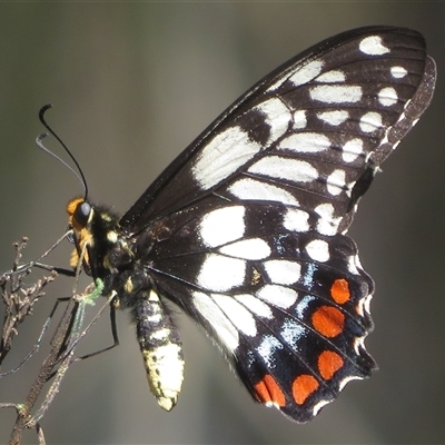 Papilio anactus (Dainty Swallowtail) at Ainslie, ACT - 2 Nov 2025 by Christine