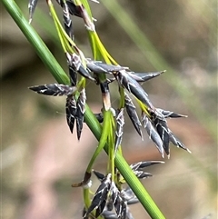Schoenus melanostachys (Black Bog-rush) at Lakesland, NSW - 18 Aug 2025 by JaneR