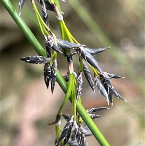 Schoenus melanostachys (Black Bog-rush) at Lakesland, NSW - 18 Aug 2025 by JaneR