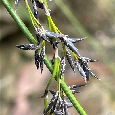 Schoenus melanostachys (Black Bog-rush) at Lakesland, NSW - 18 Aug 2025 by JaneR
