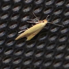 Aeolothapsa malacella (A Concealer moth) at Turner, ACT - 1 Nov 2025 by ConBoekel