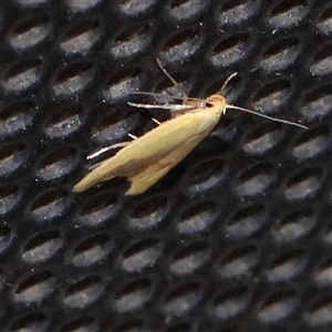 Aeolothapsa malacella at Turner, ACT - 1 Nov 2025 by ConBoekel