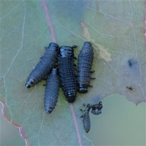 Paropsis (paropsine) genus-group (Unidentified 'paropsine' leaf beetle) at Kaleen, ACT - 2 Nov 2025 by ConBoekel