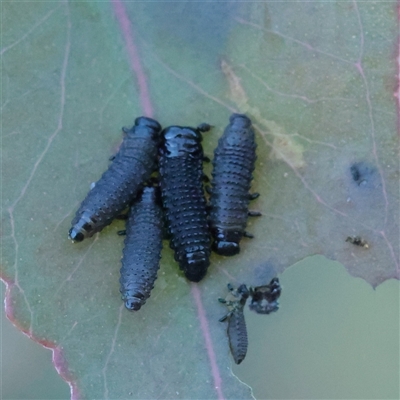 Paropsis (paropsine) genus-group (Unidentified 'paropsine' leaf beetle) at Kaleen, ACT - 2 Nov 2025 by ConBoekel