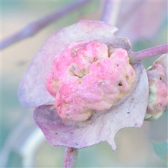Unverified Unidentified Insect Gall at Kaleen, ACT - 2 Nov 2025 by ConBoekel