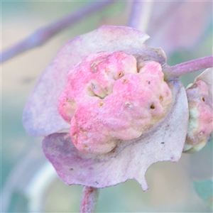 Unverified Unidentified Insect Gall at Kaleen, ACT - 2 Nov 2025 by ConBoekel