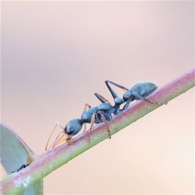 Myrmecia sp., pilosula-group (Jack jumper) at Kaleen, ACT - 2 Nov 2025 by ConBoekel