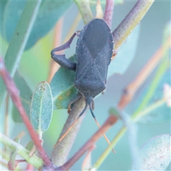 Amorbus (genus) (Eucalyptus Tip bug) at Kaleen, ACT - 2 Nov 2025 by ConBoekel
