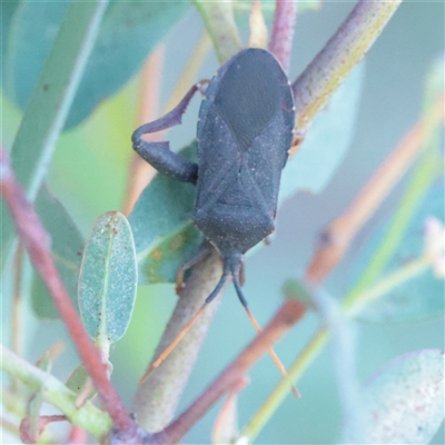 Amorbus (genus) (Eucalyptus Tip bug) at Kaleen, ACT - 2 Nov 2025 by ConBoekel