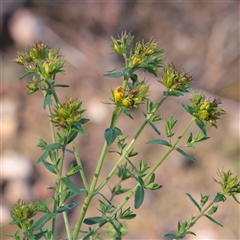 Hypericum perforatum (St John's Wort) at Kaleen, ACT - 2 Nov 2025 by ConBoekel
