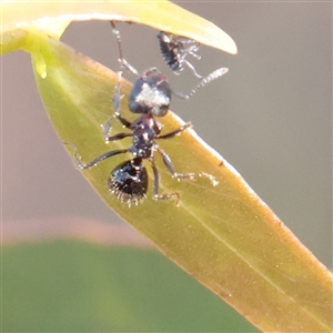 Notoncus sp. (genus) (A Notoncus ant) at Kaleen, ACT - 2 Nov 2025 by ConBoekel
