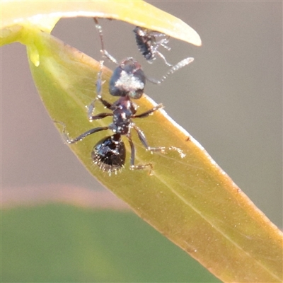 Notoncus sp. (genus) (A Notoncus ant) at Kaleen, ACT - 2 Nov 2025 by ConBoekel