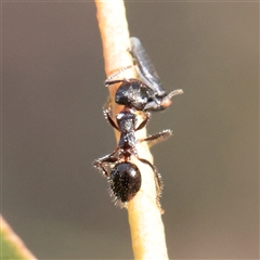 Notoncus sp. (genus) at Kaleen, ACT - 2 Nov 2025 09:12 AM